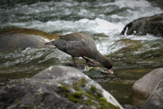 Whio bluck duck drinking from river