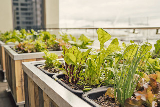 Westpac Sustainable vegetable garden