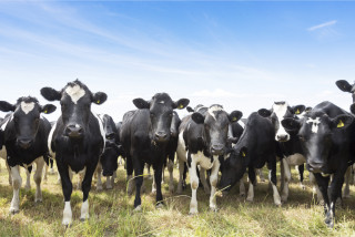 A herd of cows in a field