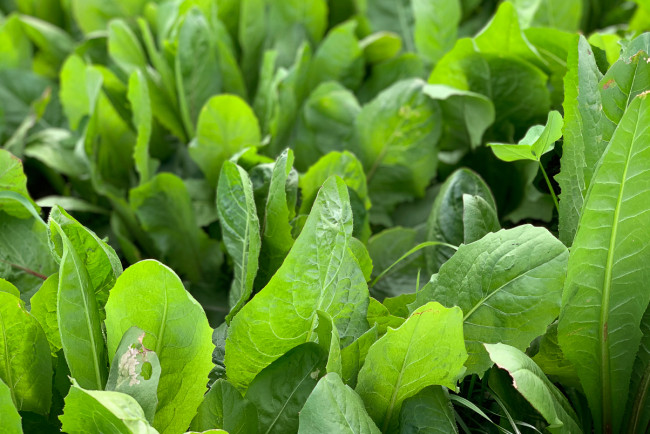 Vegetable patch