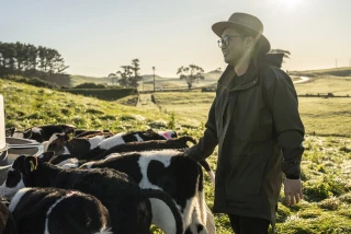 Young Farmer Rising A Herd Of Calves