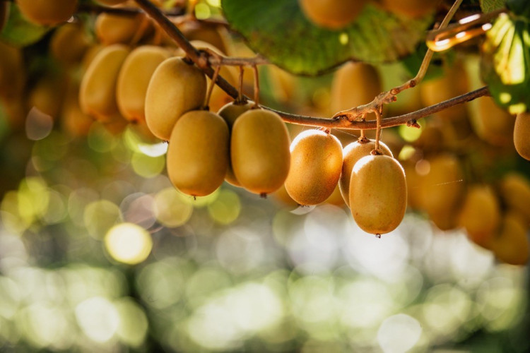 Kiwifruit hanging from a tree. 
