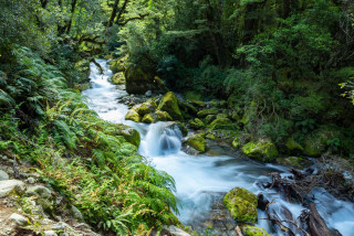 Stream flowing thru bush.