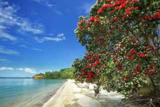 A pohutukawa tree next to a beach.