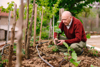 Elderly gentleman planting new plants