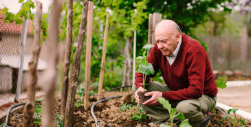 Elderly gentleman planting new plants