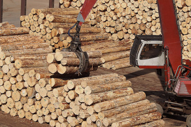 Forestry logs being moved with machinery