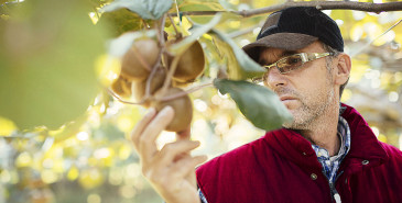 Kiwifruit farmer checking crops
