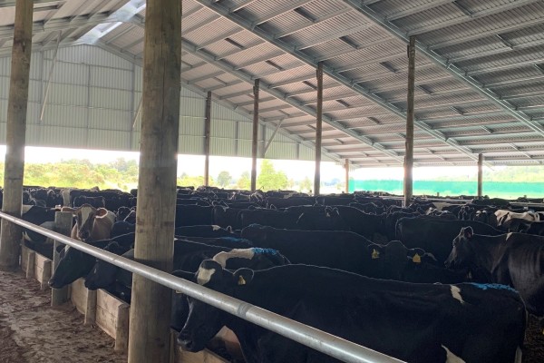 Photo of a composting cow barn