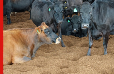 Photo of Cows on compost bedding