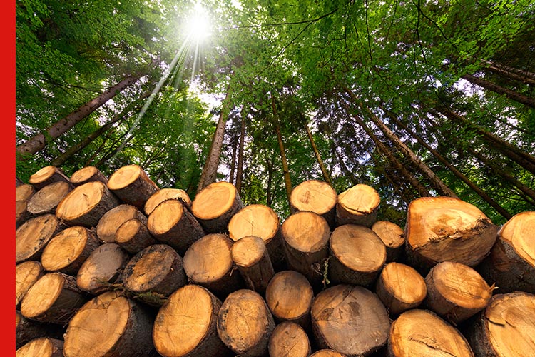 Forestry banner