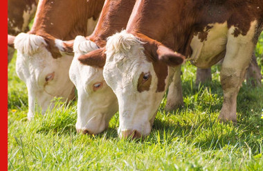 Grassfed