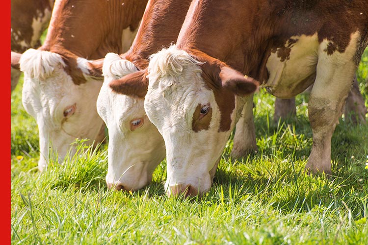 Grassfed