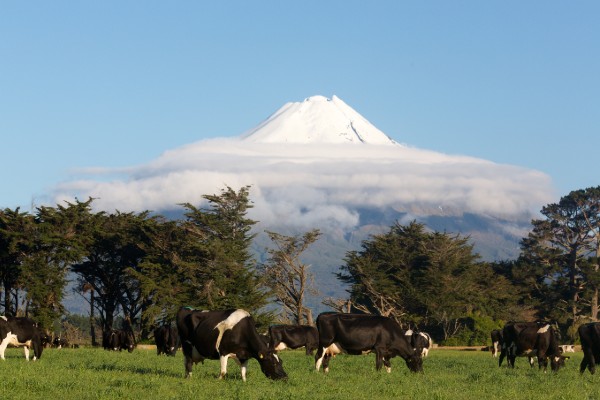 Kiwi farm Photo of cows on a New Zealand farm