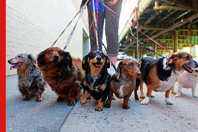 dogwalking