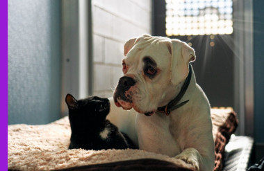 Pets at refuge Photo of pets at the refuge