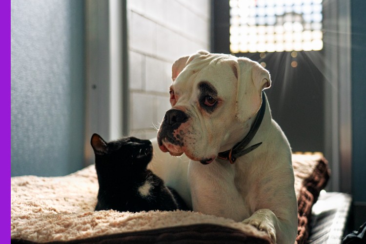 Photo of pets at the refuge