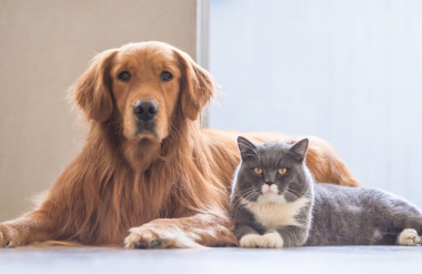 Pets