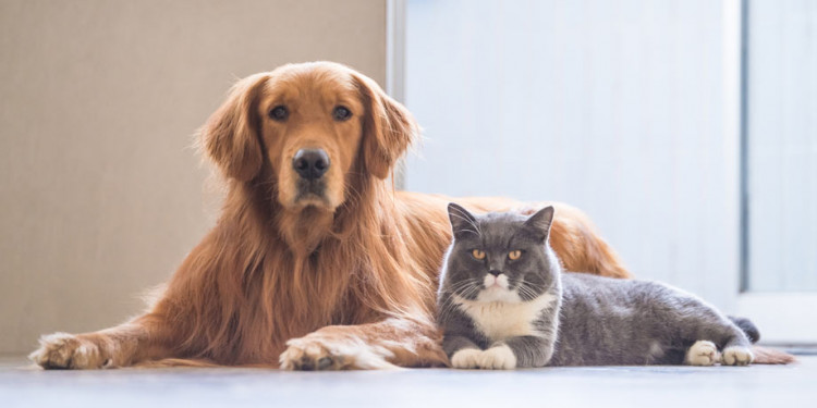 Pets